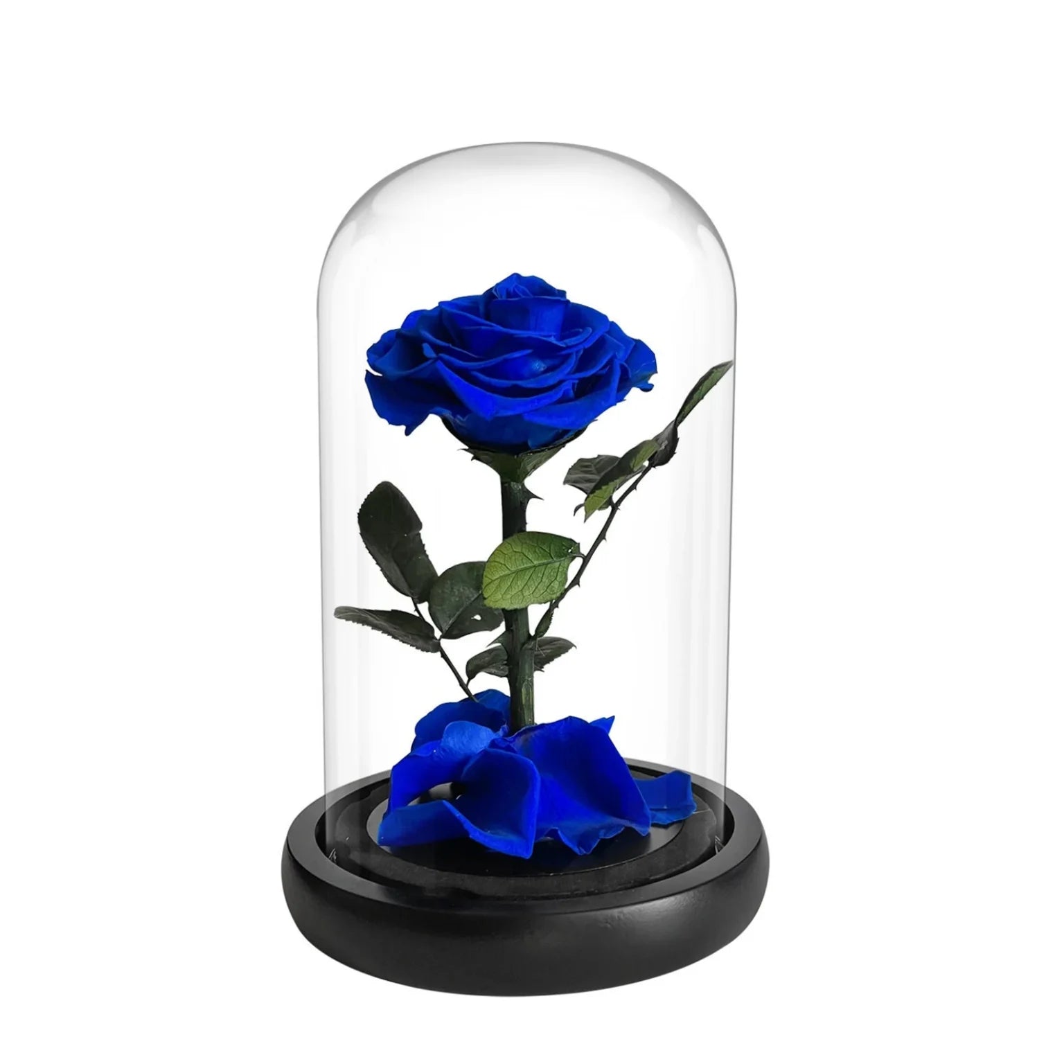 Forever Rose  blue