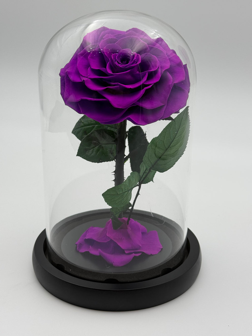 Forever Rose  purple