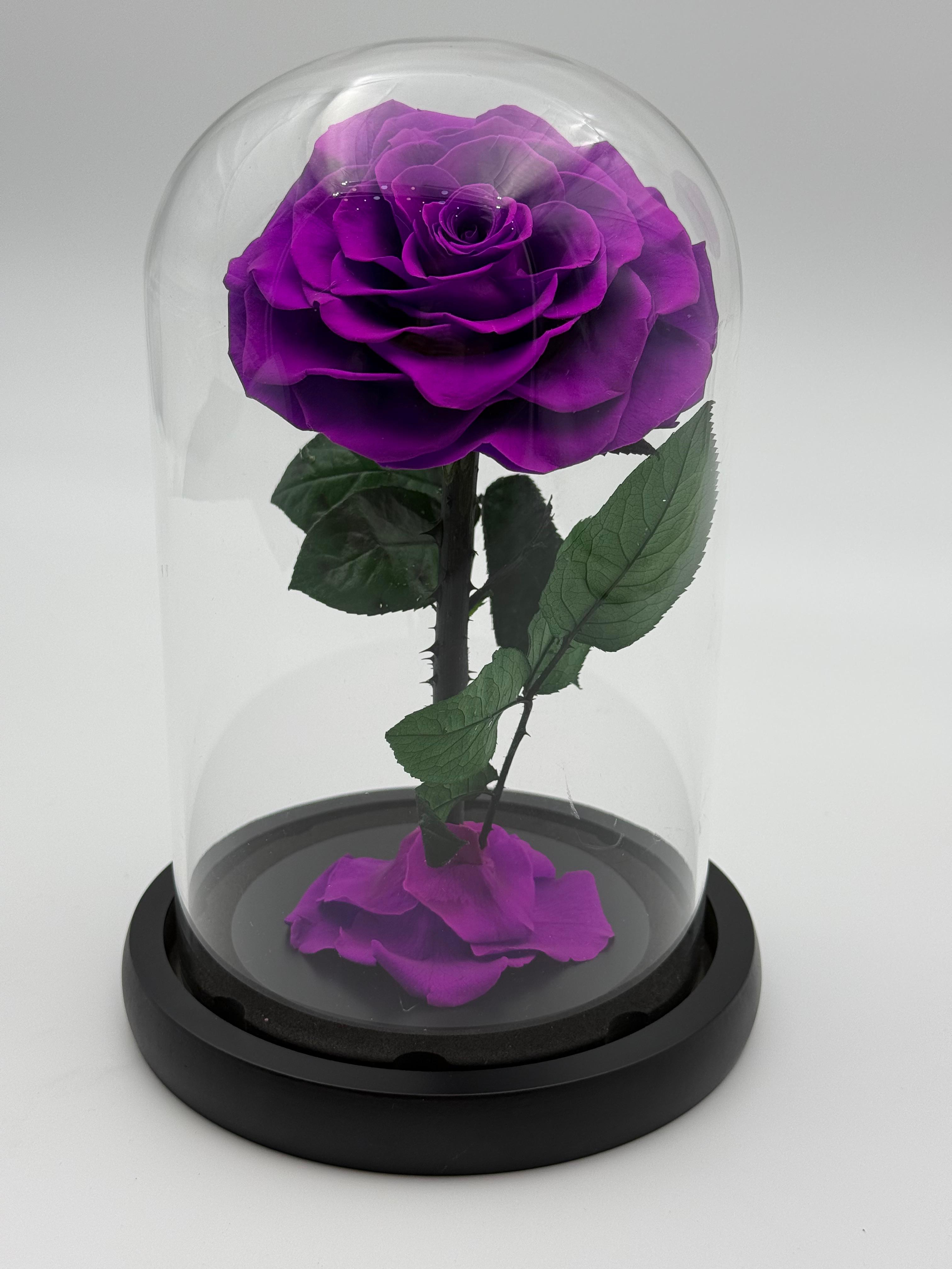 Forever Rose  purple