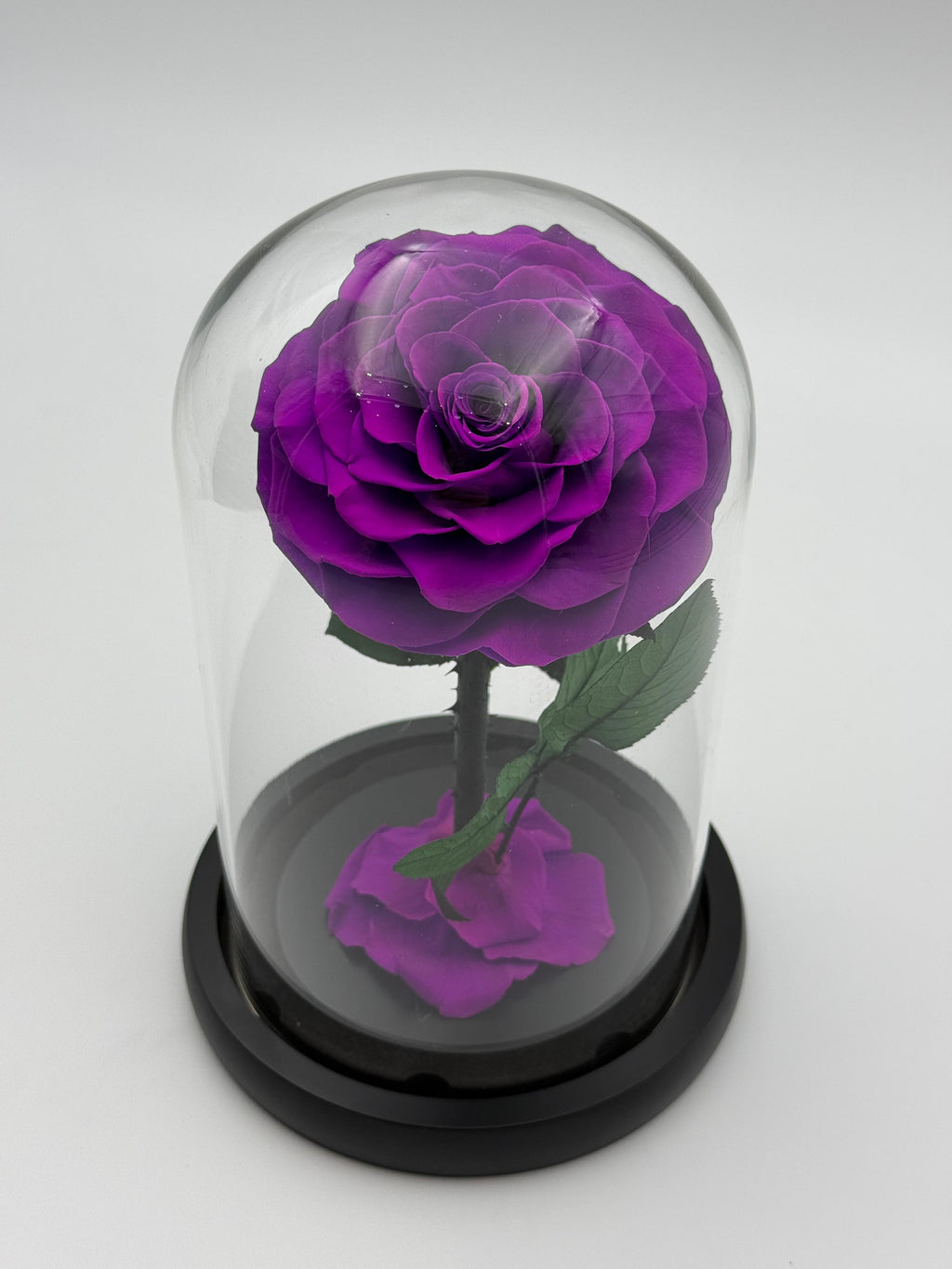Forever Rose  purple