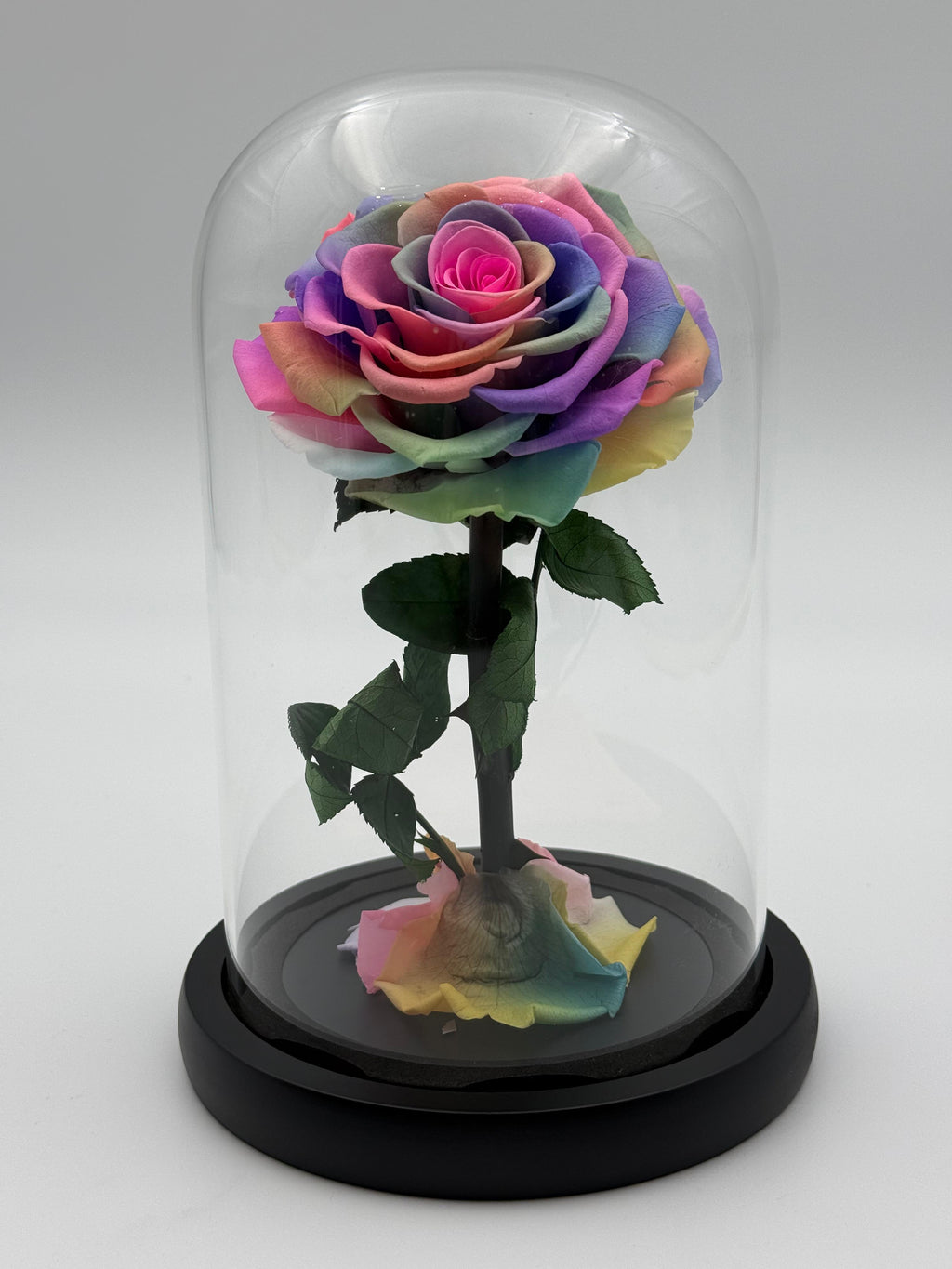 Forever Rose  rainbow