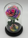 Forever Rose  rainbow