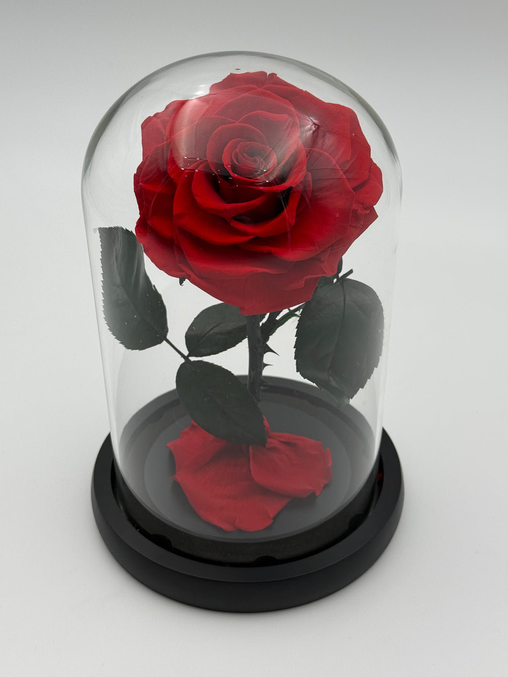 Forever Rose  red
