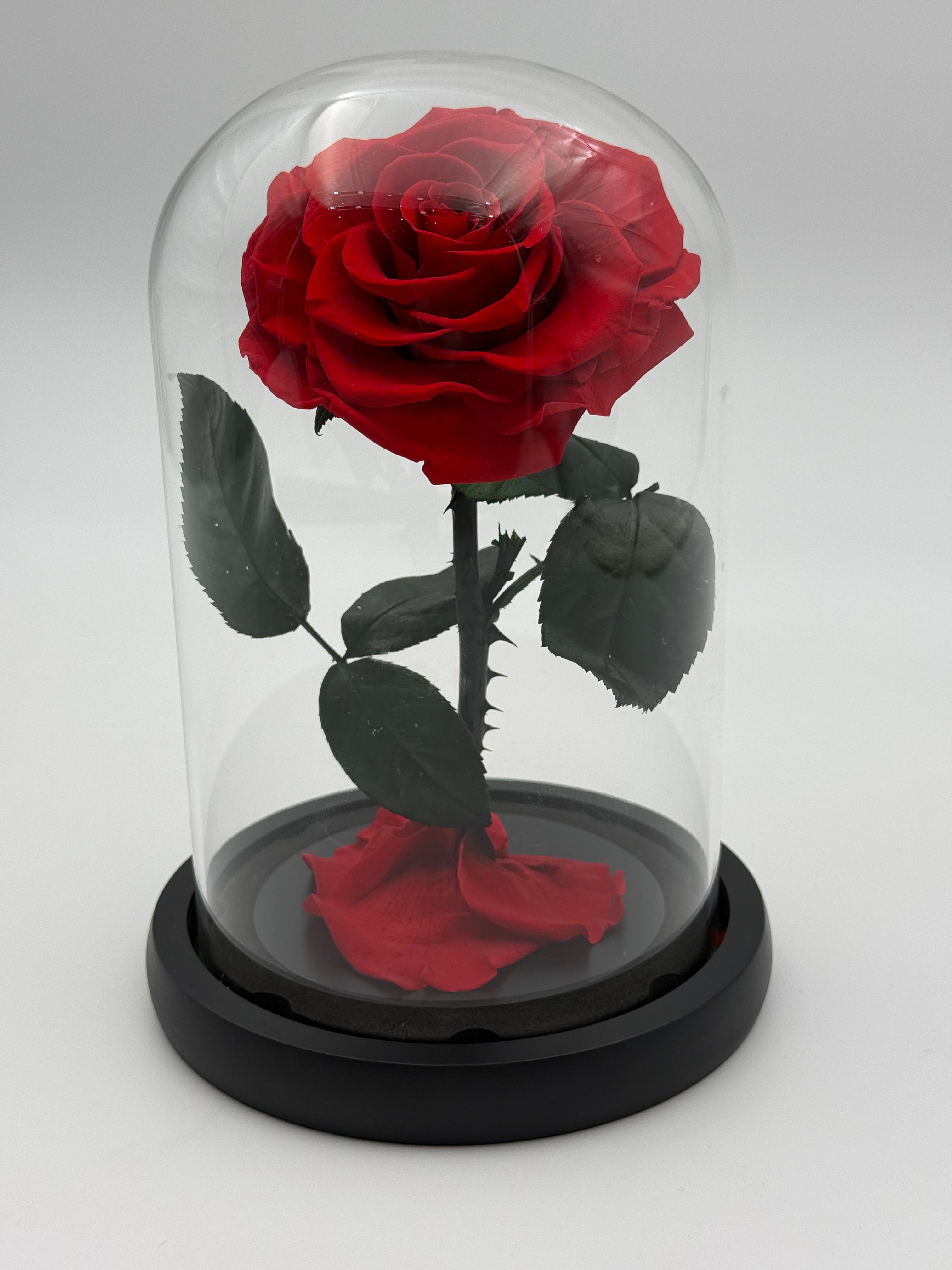 Forever Rose  red