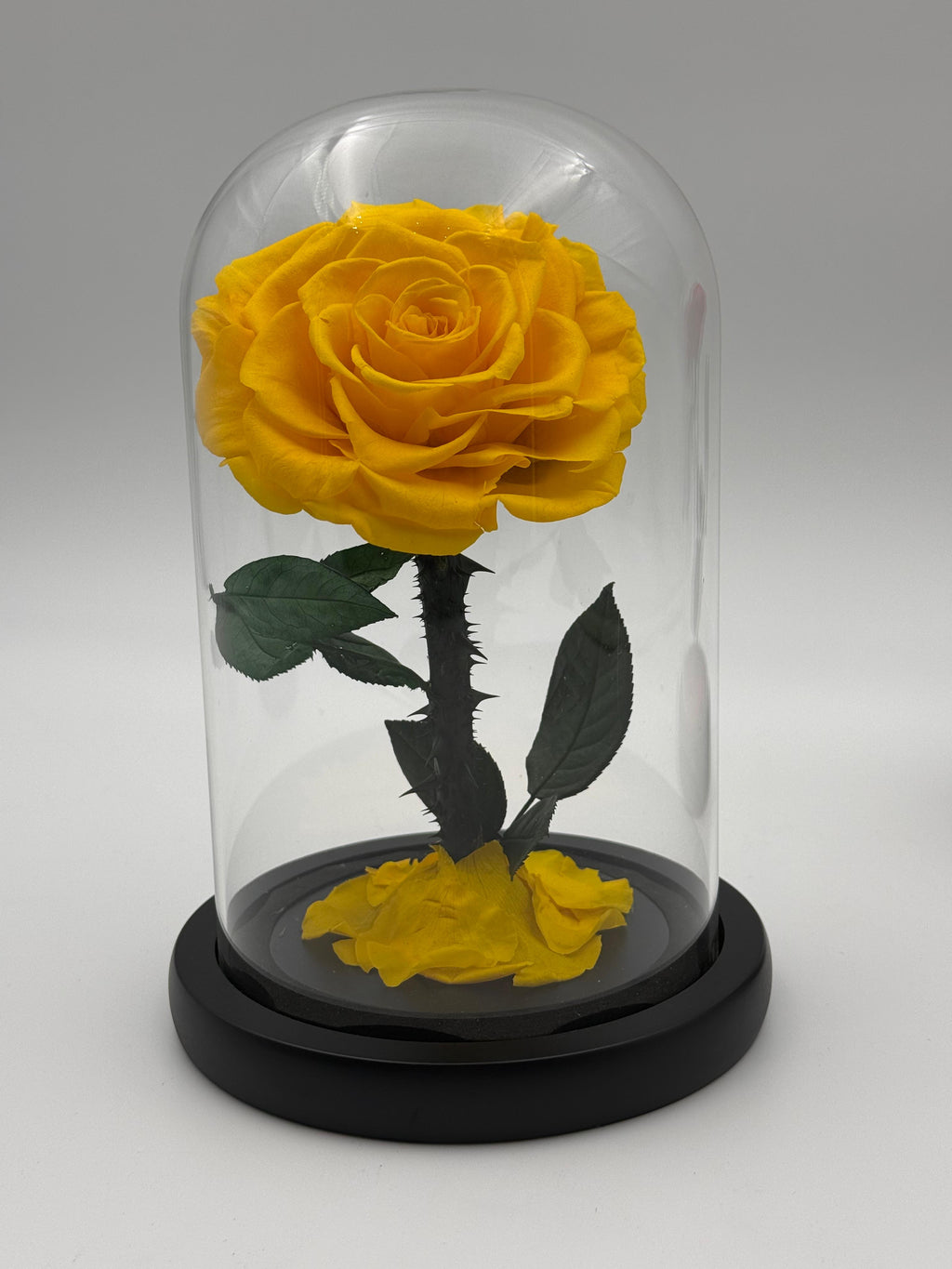Forever Rose  yellow