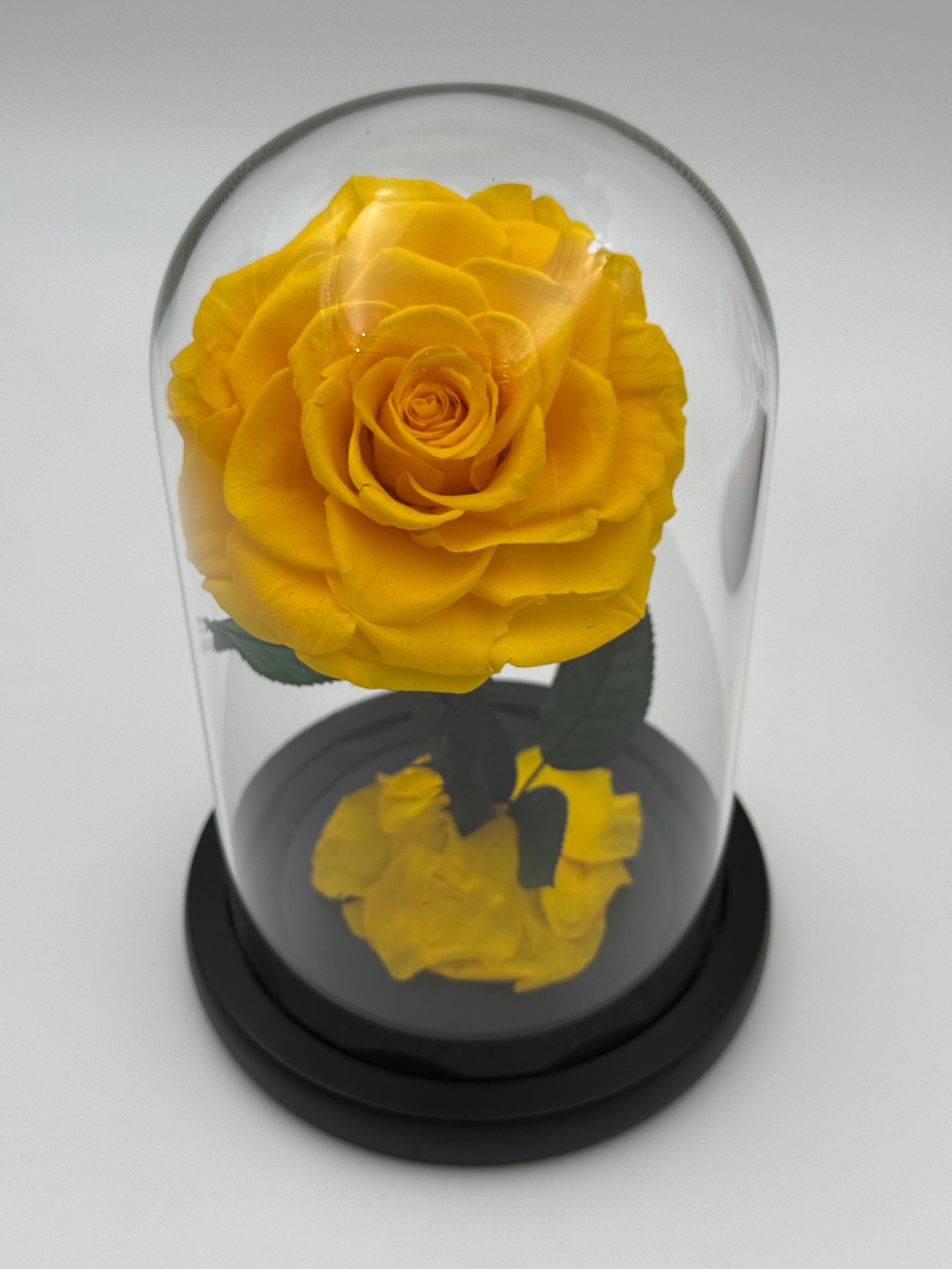Forever Rose  yellow